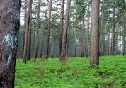 Piney Woods