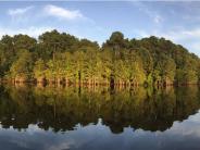 View of trees on the lake